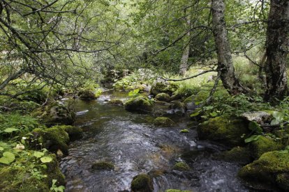 El Pinar de Lillo.