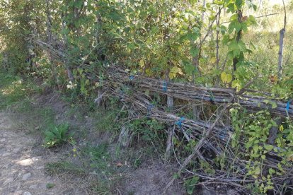 Una sebe bien conservadal