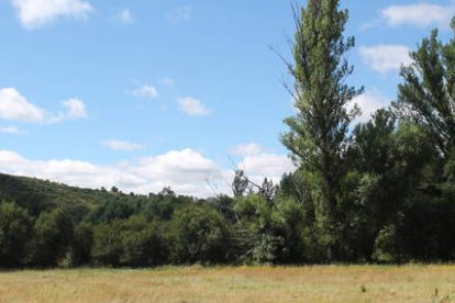 Vestigio de una antigua sebe viva de la que quedan los sauces que se utilizaron para su construcciónl