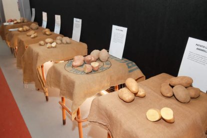 Exposición de distintas variedades de patatas en Riego de la Vega. ANGELÓPEZ