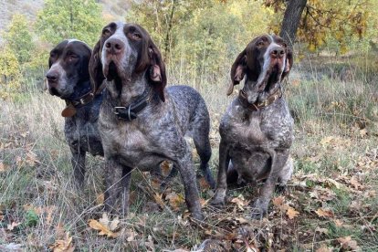 Alma de Carrizo, Sidra de Cabizuela y Fortuna de Montejurra, perros de Javier Carrizo.  DL