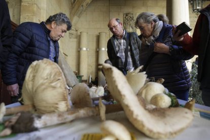 Exposición de setas de la Sociedad Micológica San Jorge.