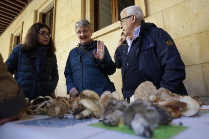 Exposición de setas de la Sociedad Micológica San Jorge.