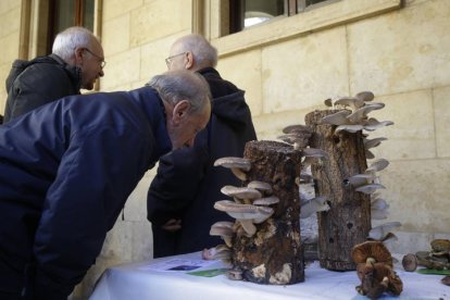 Exposición de setas de la Sociedad Micológica San Jorge.