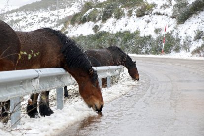 La nieve cubre la montaña de León en el puerto de Pajares y la comarca de los Argüellos.