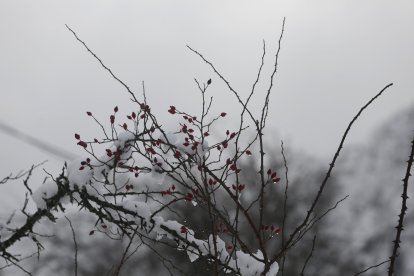 Nieve en Tolibia de Abajo.