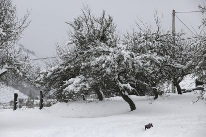 Nieve en Tolibia de Abajo.