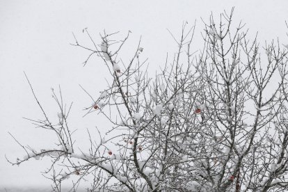 Nieve en Cármenes.