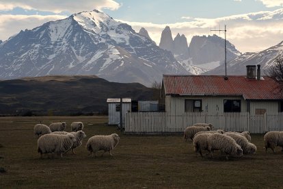 Ovejas magallánicas con las icónicas Torres del Paine de fondo.