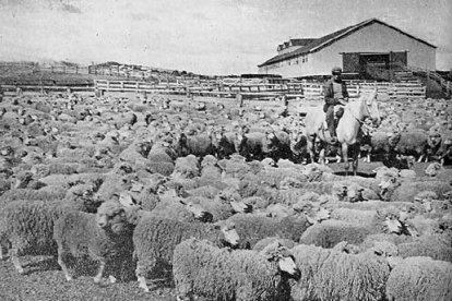 Ovejas en el exterior de un galpón antes de la esquila en una foto histórica.