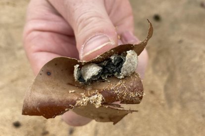 Las autoridades de Australia investigan la reaparición de bolas contaminantes en playas de Sídney. EFE/EPA/Northern Beaches Council