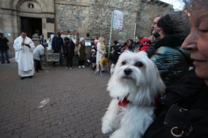 Bendición de los animales por San Antón en Cacabelos y Ponferrada