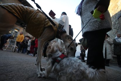 Bendición de los animales por San Antón en Cacabelos y Ponferrada