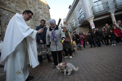Bendición de los animales por San Antón en Cacabelos y Ponferrada