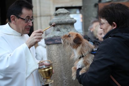 Bendición de los animales por San Antón en Cacabelos y Ponferrada