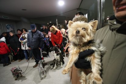 Bendición de los animales por San Antón en Cacabelos y Ponferrada