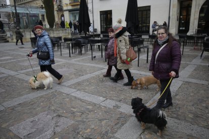 Bendición de los animales por San Antón en la plaza de San Marcelo en León.