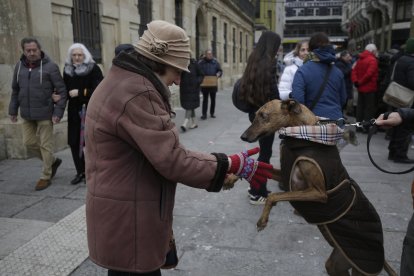 Bendición de los animales por San Antón en la plaza de San Marcelo en León.