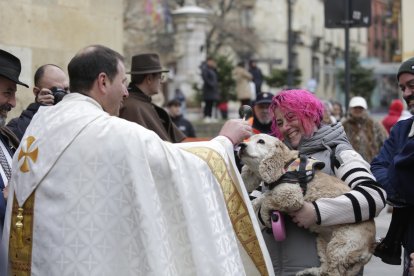 Bendición de los animales por San Antón en la plaza de San Marcelo en León.