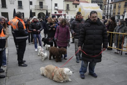 Bendición de los animales por San Antón en la plaza de San Marcelo en León.