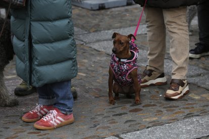 Bendición de los animales por San Antón en la plaza de San Marcelo en León.