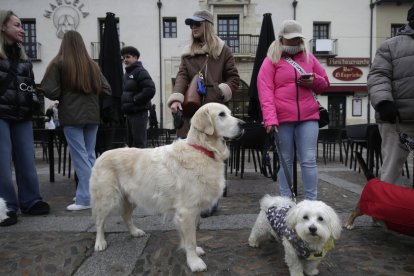 Bendición de los animales por San Antón en la plaza de San Marcelo en León.