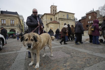 Bendición de los animales por San Antón en la plaza de San Marcelo en León.