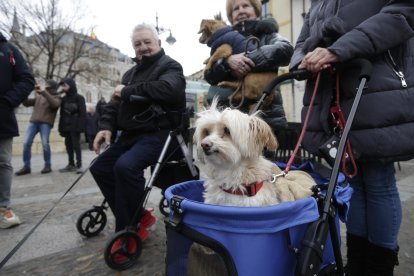 Bendición de los animales por San Antón en la plaza de San Marcelo en León.