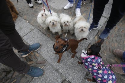 Bendición de los animales por San Antón en la plaza de San Marcelo en León.