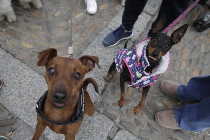 Bendición de los animales por San Antón en la plaza de San Marcelo en León.
