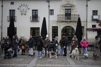 Bendición de los animales por San Antón en la plaza de San Marcelo en León.