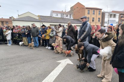 Bendición de San Antón en Astorga.