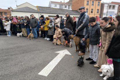 Bendición de San Antón en Astorga.