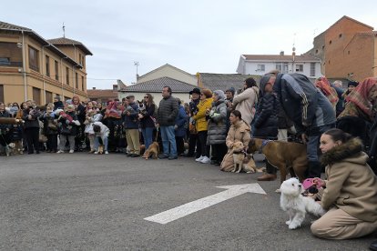 Bendición de San Antón en Astorga.