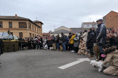Bendición de San Antón en Astorga.
