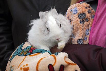Bendición de San Antón a los animales en la plaza de San Marcelo en León.
