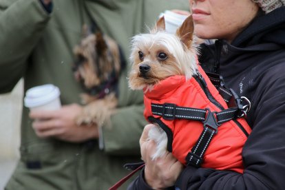 Bendición de San Antón a los animales en la plaza de San Marcelo en León.