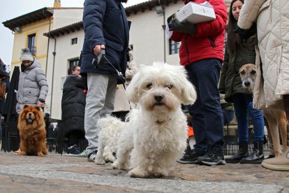 Bendición de San Antón a los animales en la plaza de San Marcelo en León.