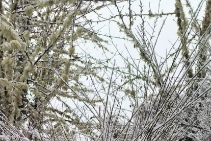 Nevada en Cabeza de Campo.