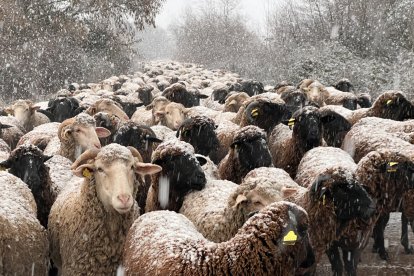 El merino negro es una raza en peligro de extinción de la que en León se cuentan con tres rebaños.