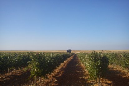 Bodegas Pobladura.