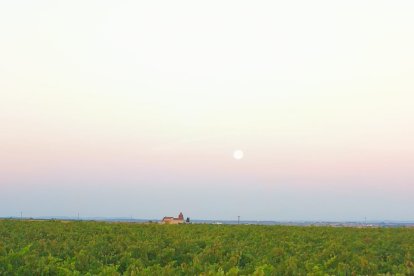 Bodegas Pobladura.