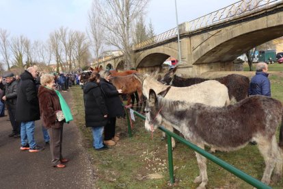 Feria de San Blas en Gradefes.