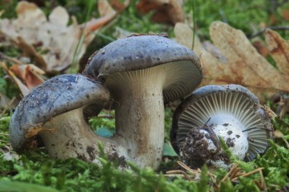 Marzuelos jóvenes, que se identifican por su sombrero convexo.