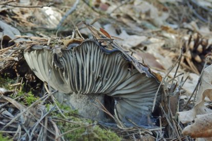 Características láminas recurrentes de los marzuelos.