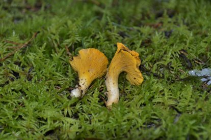 Rebozuelo (Cantharellus cibarius).