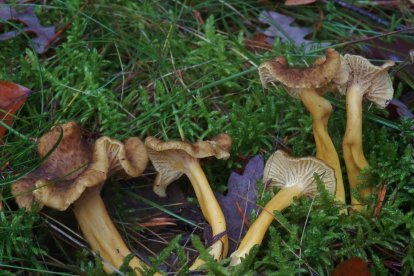 Angula de monte (Cantharellus tubaeformis).