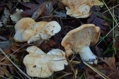 Lengua de vaca (Hydnum repandum), otra seta que se puede encontrar al final del invierno.
