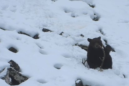 Imagen difundida por la Fundación Oso Pardo del pasado mes de febrero.