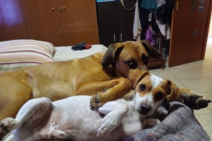Madox, un perro 
